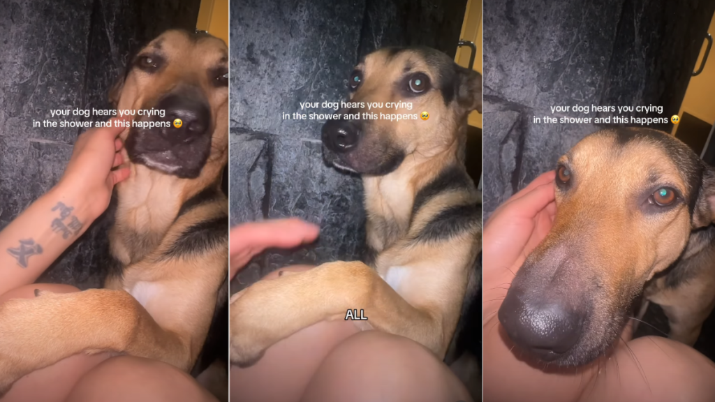 Dog Hates Bath but Makes the Ultimate Compromise for Mom