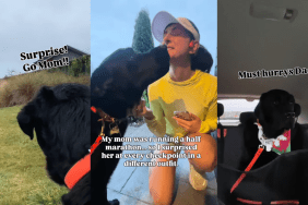 Labrador Gets His Own Time To Shine at Mom’s Marathon