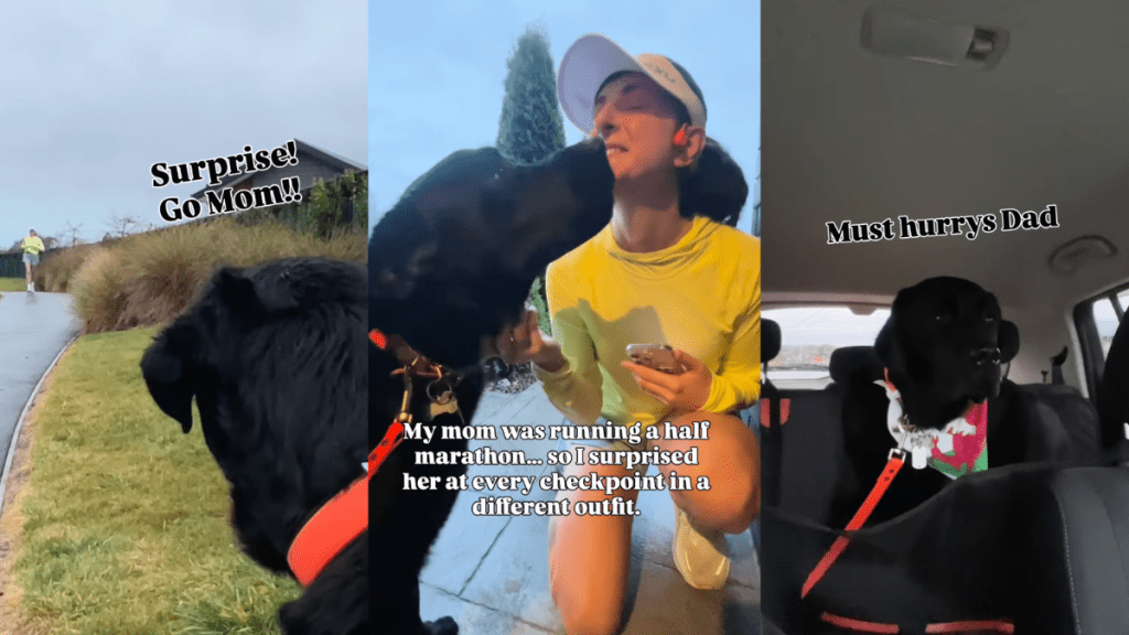 Labrador Gets His Own Time To Shine at Mom’s Marathon