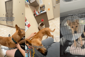 Neglected & Fearful Dog Is Desperately Waiting for His Forever Home