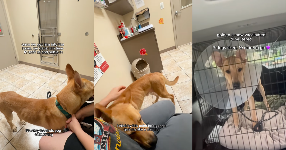 Neglected & Fearful Dog Is Desperately Waiting for His Forever Home