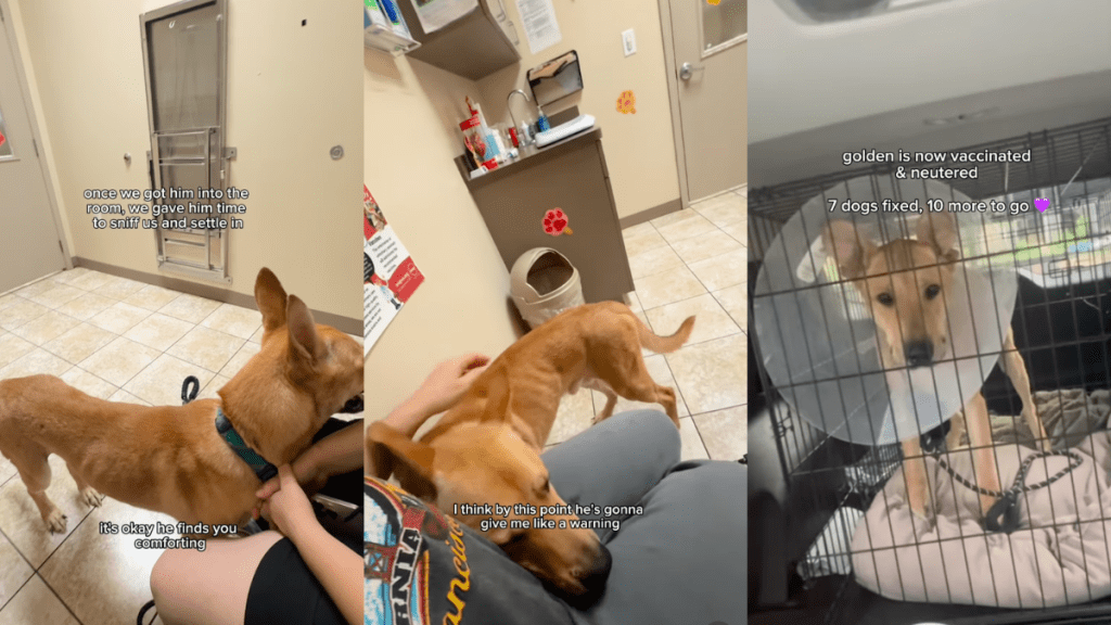Neglected & Fearful Dog Is Desperately Waiting for His Forever Home