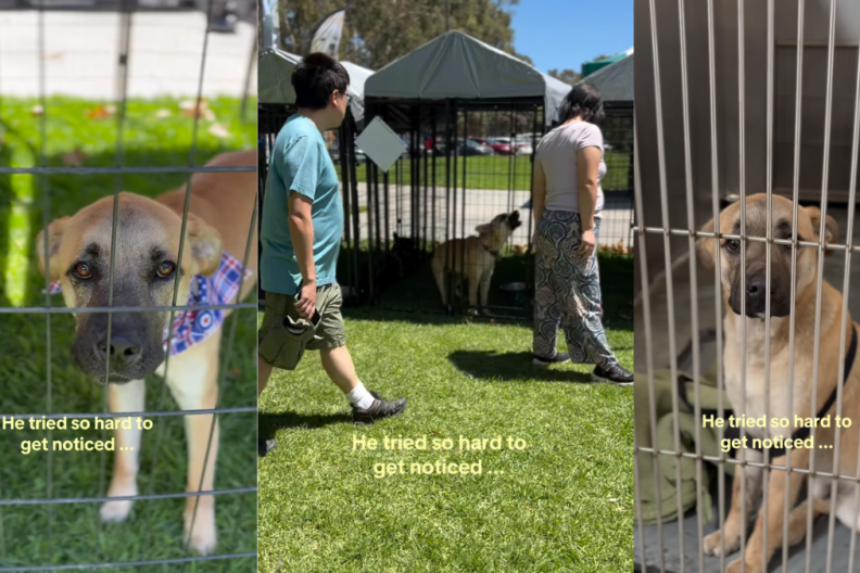 Rescue Dog Tries His Best at Adoption Event but Returns Without a Family