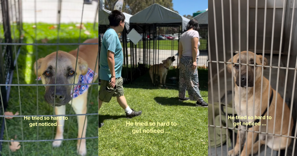 Rescue Dog Tries His Best at Adoption Event but Returns Without a Family