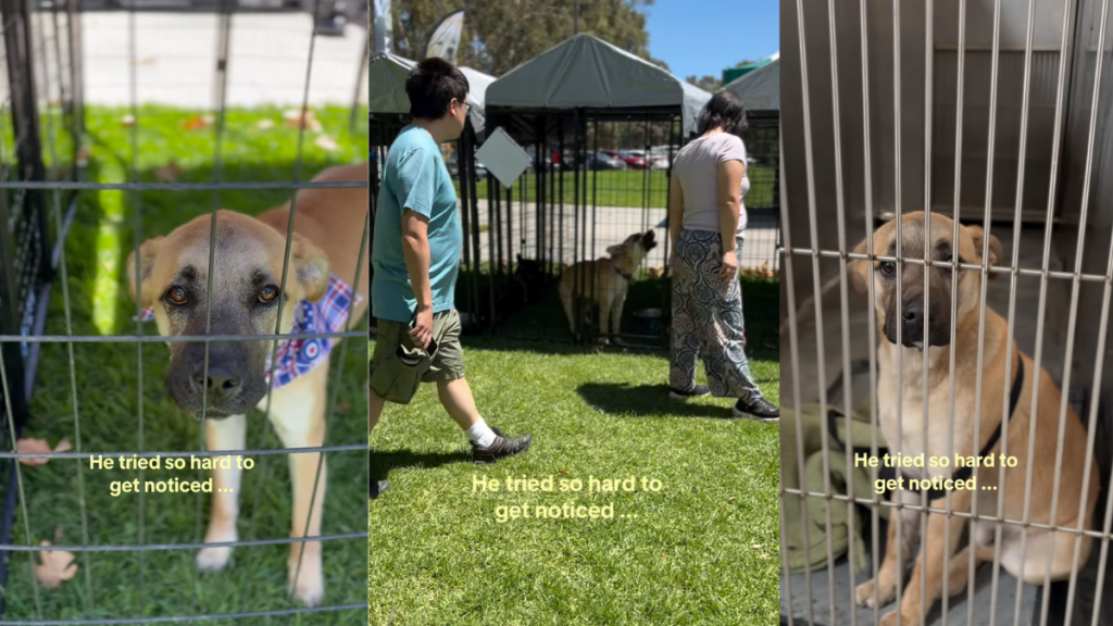 Rescue Dog Tries His Best at Adoption Event but Returns Without a Family