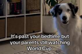 Dog Is Confused After Owners Delay Bedtime for World Cup Game
