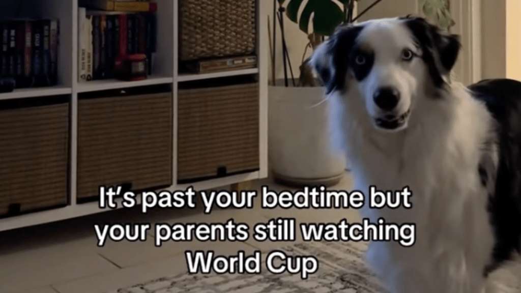 Dog Is Confused After Owners Delay Bedtime for World Cup Game