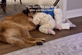 Golden Retriever Curls up Beside His Baby Girls Like It’s Where He Was Meant To Be