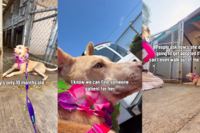 ‘Terrified’ Shelter Dog Stops at the Kennel Door, Too Scared of the Outside World