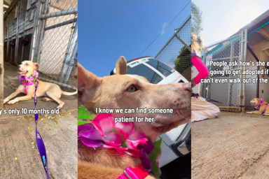 ‘Terrified’ Shelter Dog Stops at the Kennel Door, Too Scared of the Outside World