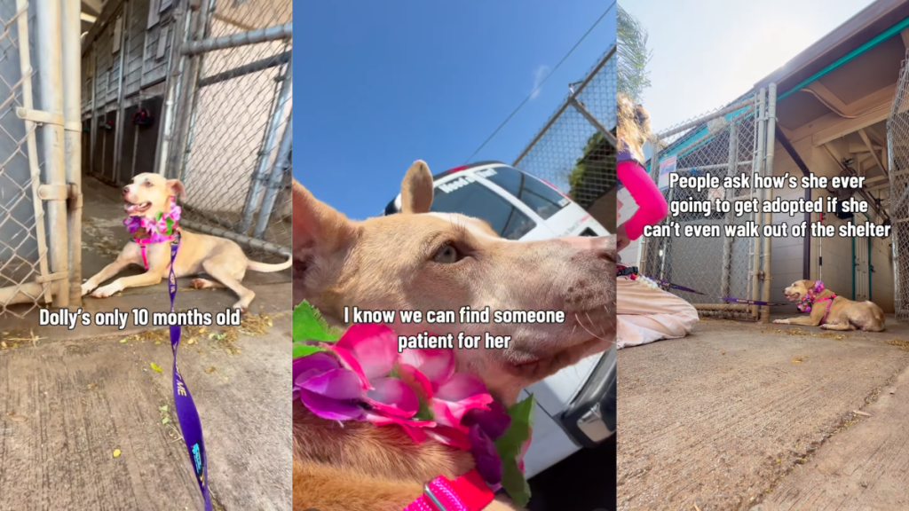 ‘Terrified’ Shelter Dog Stops at the Kennel Door, Too Scared of the Outside World