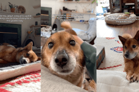 Senior Rescue Dog Only Wanted To Show the World What a Good Boy He Is, Now He Finally Can