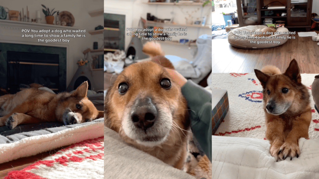 Senior Rescue Dog Only Wanted To Show the World What a Good Boy He Is, Now He Finally Can