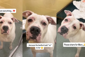 Shelter Dog Who Lost Everything Peeks Through Kennel Door for a Home That Accepts Her