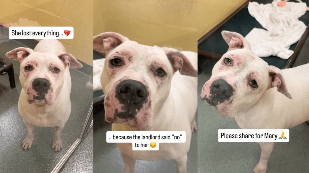 Shelter Dog Who Lost Everything Peeks Through Kennel Door for a Home That Accepts Her