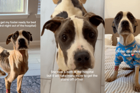 Foster Dog’s First Night Out of Hospital Is Filled With Warmth & Love