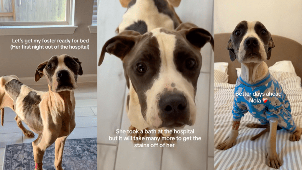 Foster Dog’s First Night Out of Hospital Is Filled With Warmth & Love