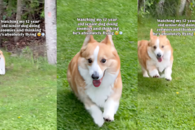 This Senior Dog's Version of Zoomies Is Slower, but Somehow Even Cuter