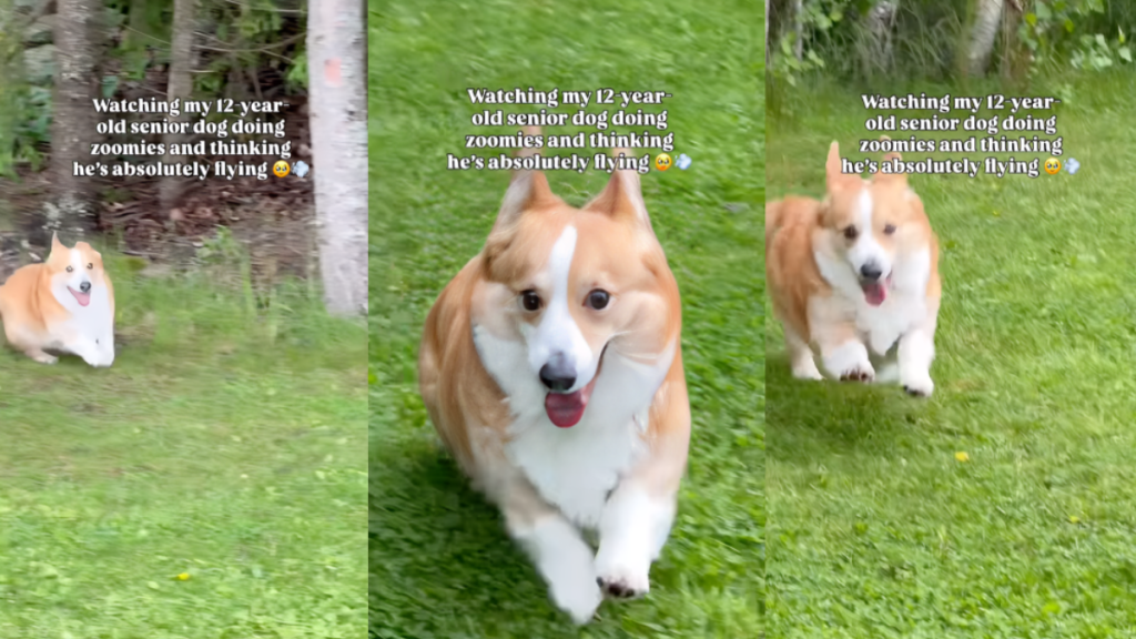 This Senior Dog's Version of Zoomies Is Slower, but Somehow Even Cuter