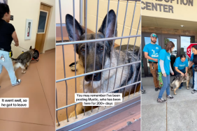 Longtime Shelter Dog Gets a Deserving Farewell From Staff After Adoption
