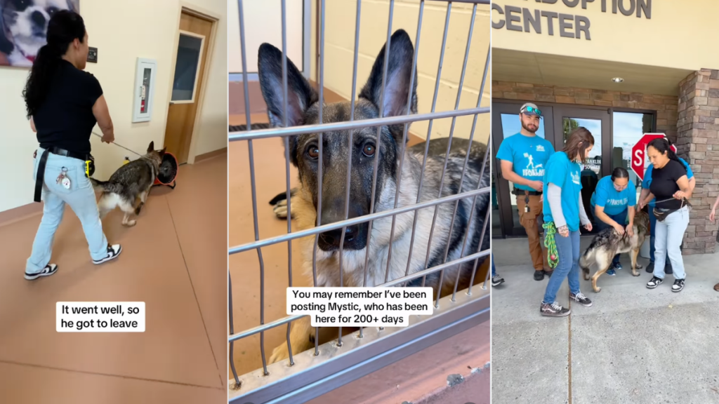 Longtime Shelter Dog Gets a Deserving Farewell From Staff After Adoption