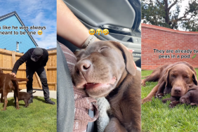 Big Dog Takes One Look at Puppy & Decides He Is His Baby Like It Was Meant To Be
