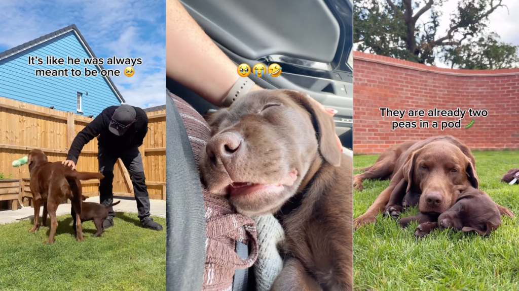 Big Dog Takes One Look at Puppy & Decides He Is His Baby Like It Was Meant To Be