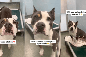 Human Gives Shelter Dog, Who’s Only Watched Visitors Pass Her By, One Thing She Wants Most