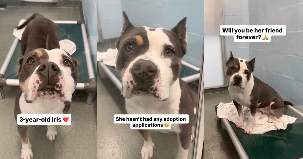 Human Gives Shelter Dog, Who’s Only Watched Visitors Pass Her By, One Thing She Wants Most