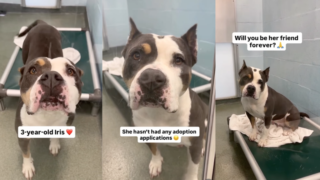 Human Gives Shelter Dog, Who’s Only Watched Visitors Pass Her By, One Thing She Wants Most