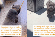 Rescue Dog Doesn’t Walk but Hops His Way Out of Shelter for Freedom