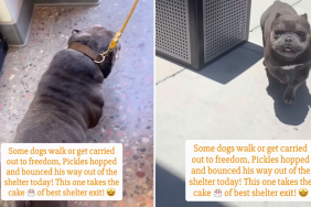 Rescue Dog Doesn’t Walk but Hops His Way Out of Shelter for Freedom