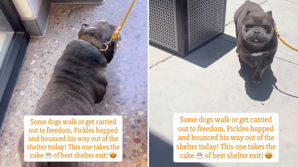 Rescue Dog Doesn’t Walk but Hops His Way Out of Shelter for Freedom