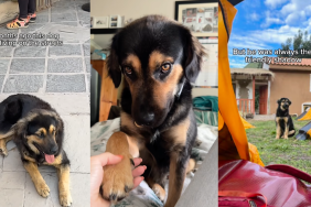 Stray Dog Once Started Following a Woman, Not Knowing She’d Become His Forever Mom