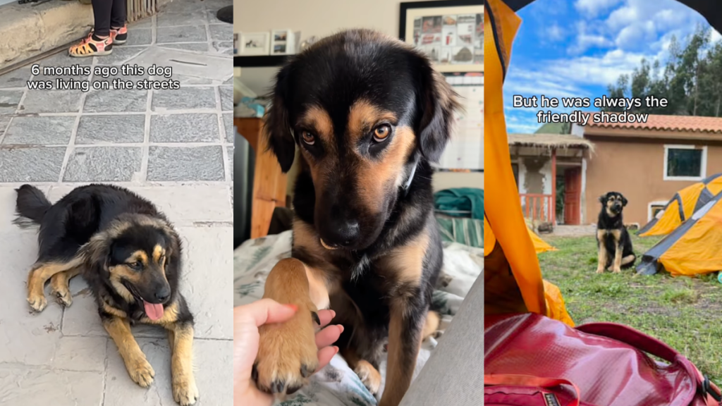 Stray Dog Once Started Following a Woman, Not Knowing She’d Become His Forever Mom