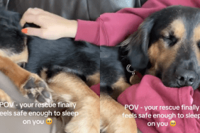 Stray Dog Rescued From Streets Didn’t Feel Safe Sleeping With Mom, Until This Happened