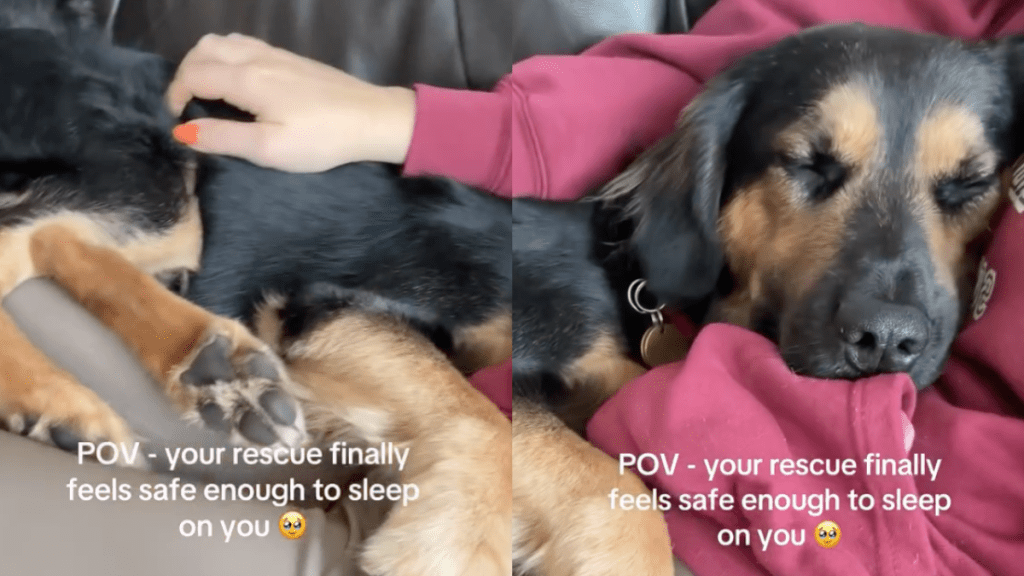 Stray Dog Rescued From Streets Didn’t Feel Safe Sleeping With Mom, Until This Happened