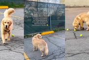 Golden Retriever Runs to Tennis Court Every Morning for One Important Reason