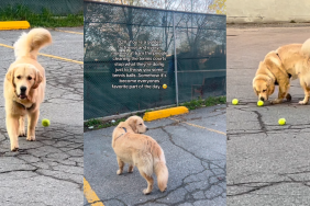 Golden Retriever Runs to Tennis Court Every Morning for One Important Reason