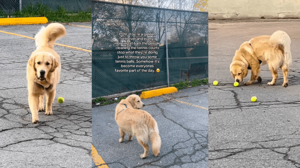 Golden Retriever Runs to Tennis Court Every Morning for One Important Reason