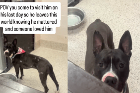 Human Visits Shelter Dog on His Last Day To Show Him He Matters, Then the Unthinkable Happens