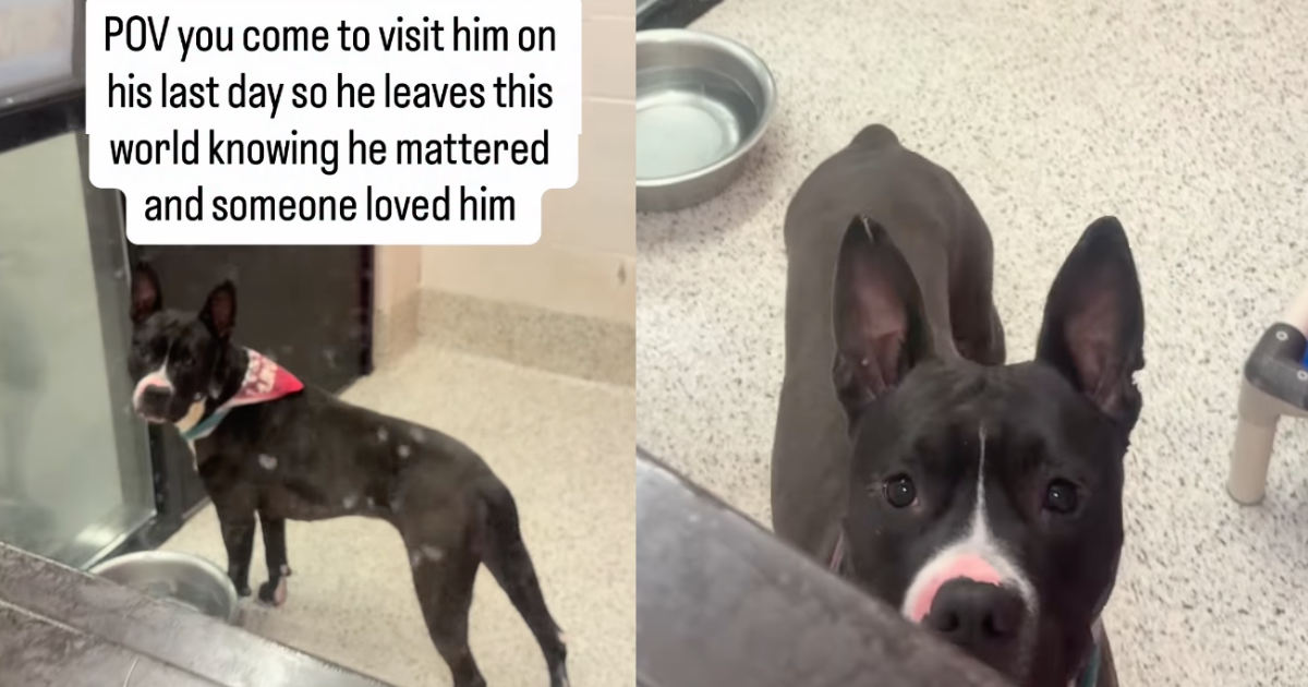 Human Visits Shelter Dog on His Last Day To Show Him He Matters, Then the Unthinkable Happens