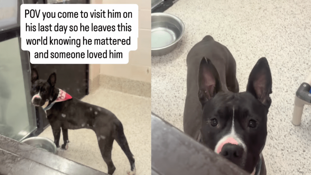 Human Visits Shelter Dog on His Last Day To Show Him He Matters, Then the Unthinkable Happens