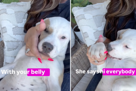 Rescue Puppy Has a Quirky & Goofy Personality That’s Easy To Win Over