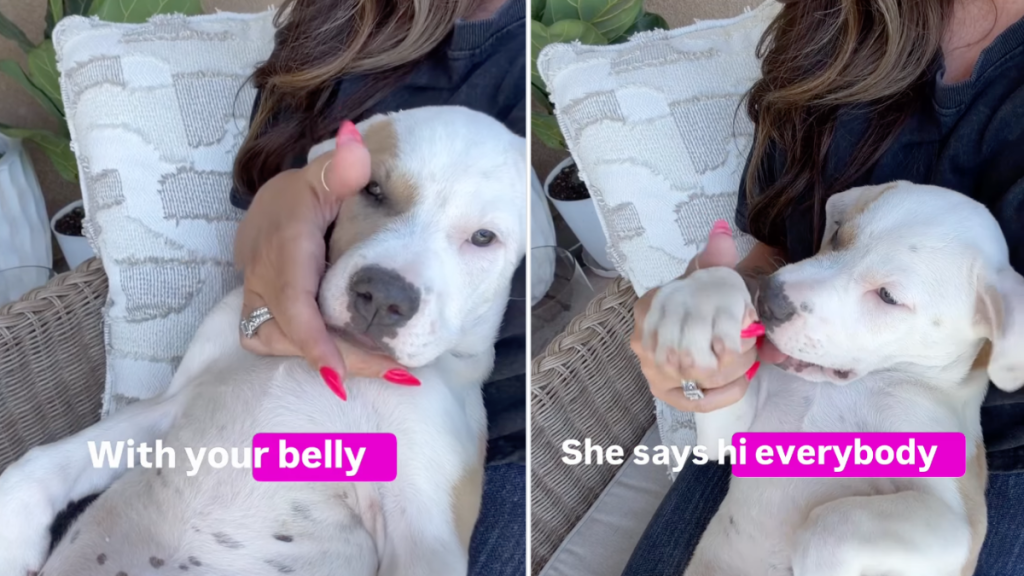Rescue Puppy Has a Quirky & Goofy Personality That’s Easy To Win Over