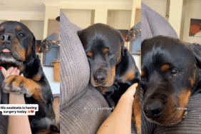Dog Can’t Hide How Much He Misses Big Brother After He Went Into Surgery