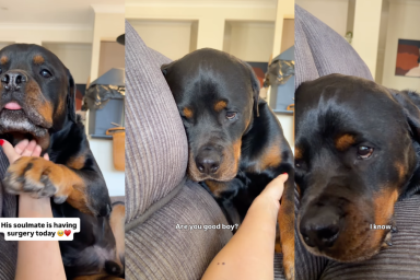 Dog Can’t Hide How Much He Misses Big Brother After He Went Into Surgery