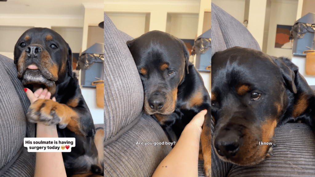 Dog Can’t Hide How Much He Misses Big Brother After He Went Into Surgery