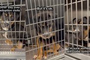 Shelter Puppy Wonders Why Everyone Keeps Passing Her by as She Wishes for a Loving Home