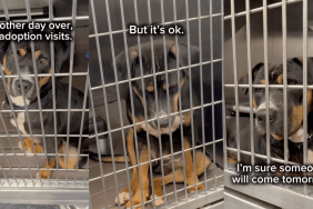Shelter Puppy Wonders Why Everyone Keeps Passing Her by as She Wishes for a Loving Home